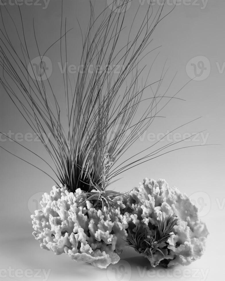 Flowers close view, natural plants black and white photo background