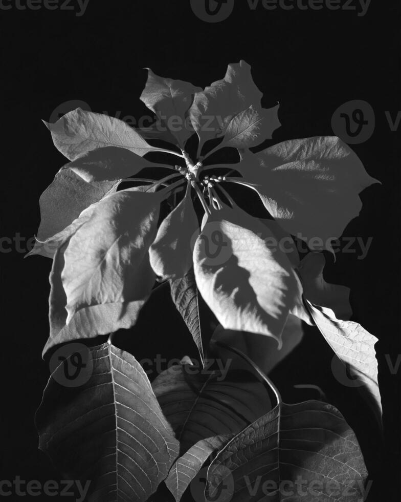 Flowers close view, natural plants black and white photo background