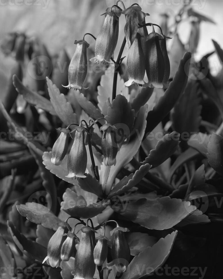 Flowers close view, natural plants black and white photo background