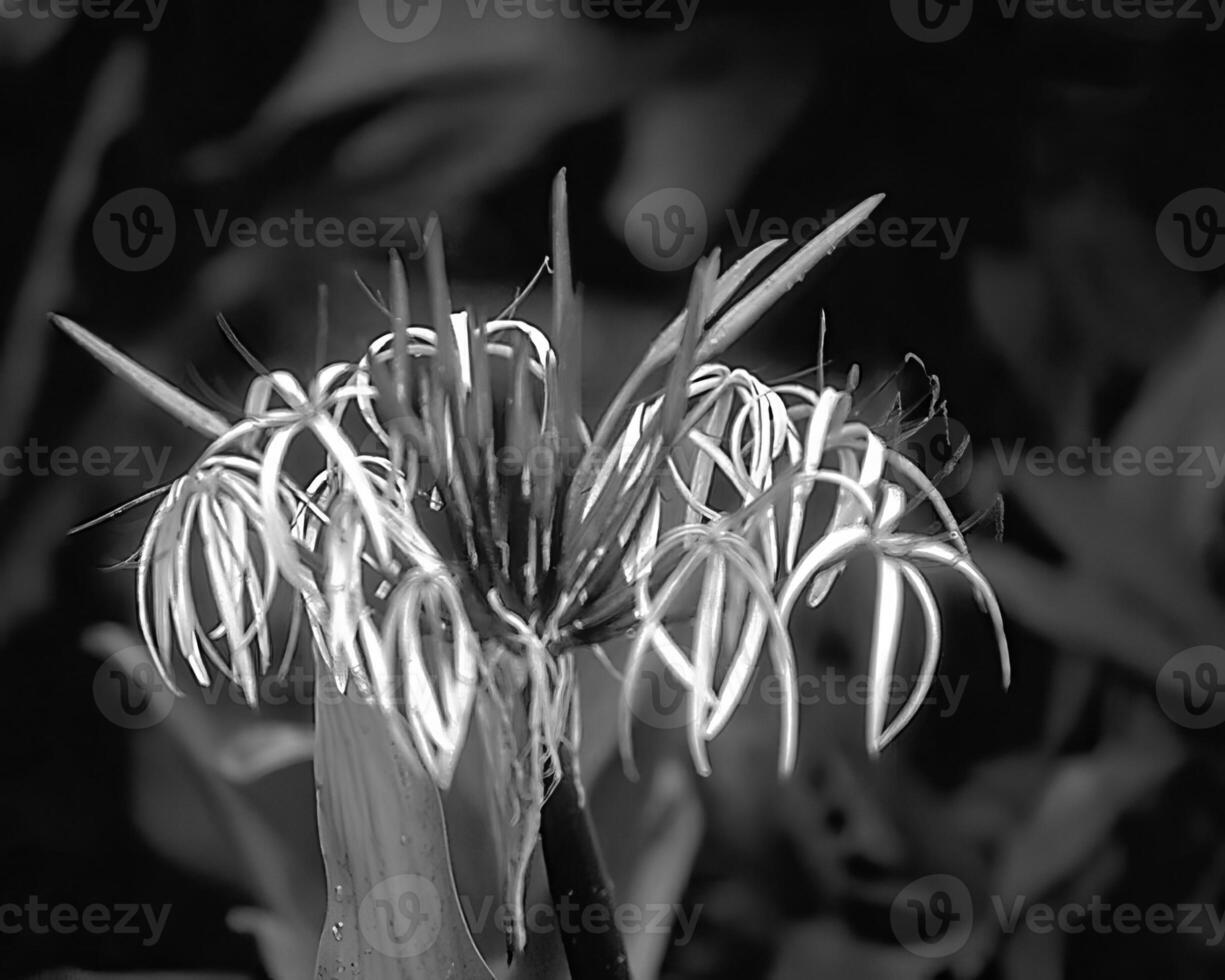 Flowers close view, natural plants black and white photo background
