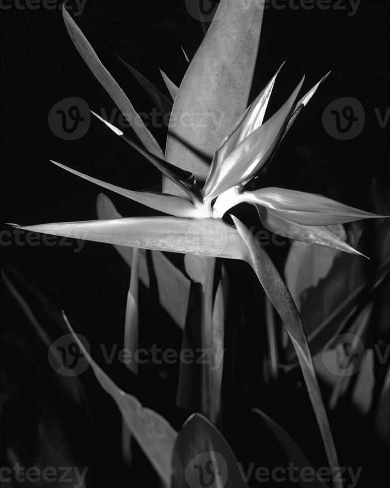 Flowers close view, natural plants black and white photo background