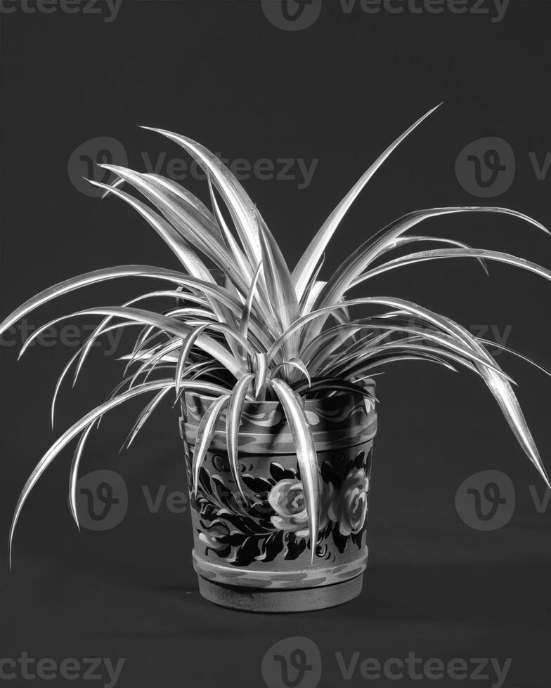 Flowers close view, natural plants black and white photo background