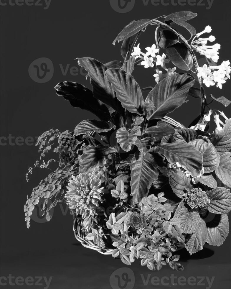 Flowers close view, natural plants black and white photo background