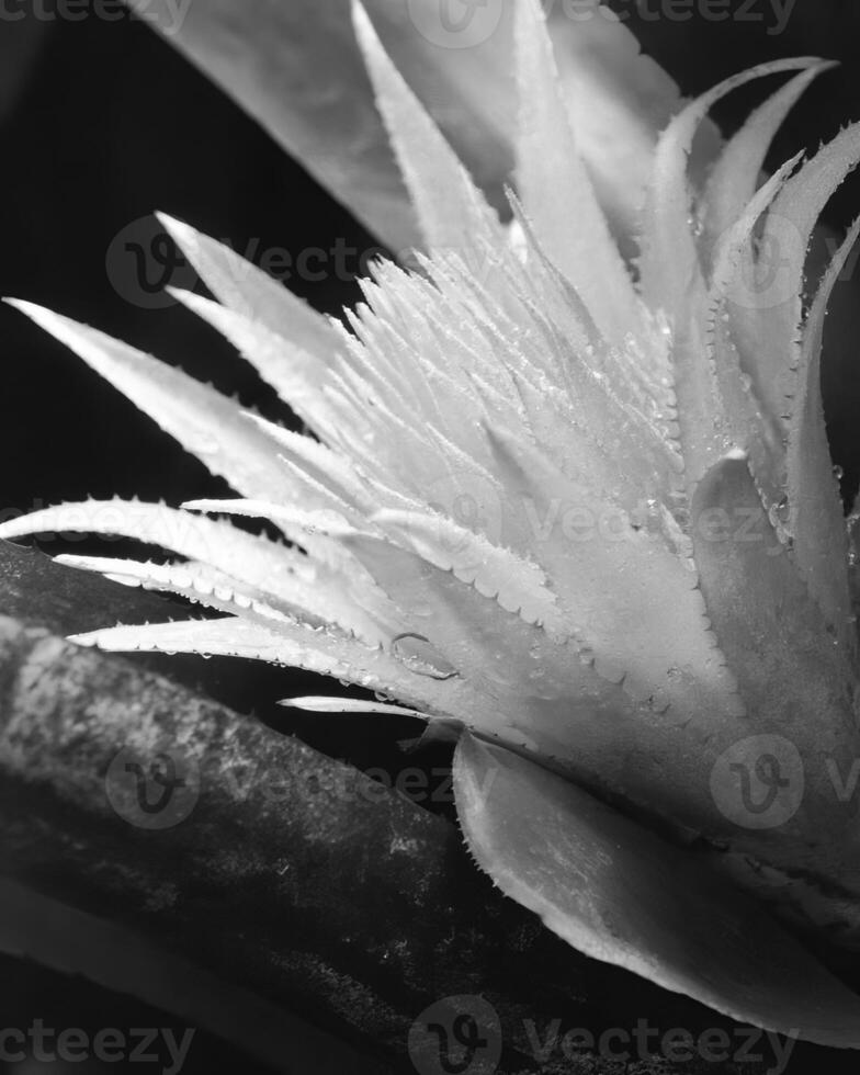 Flowers close view, natural plants black and white photo background
