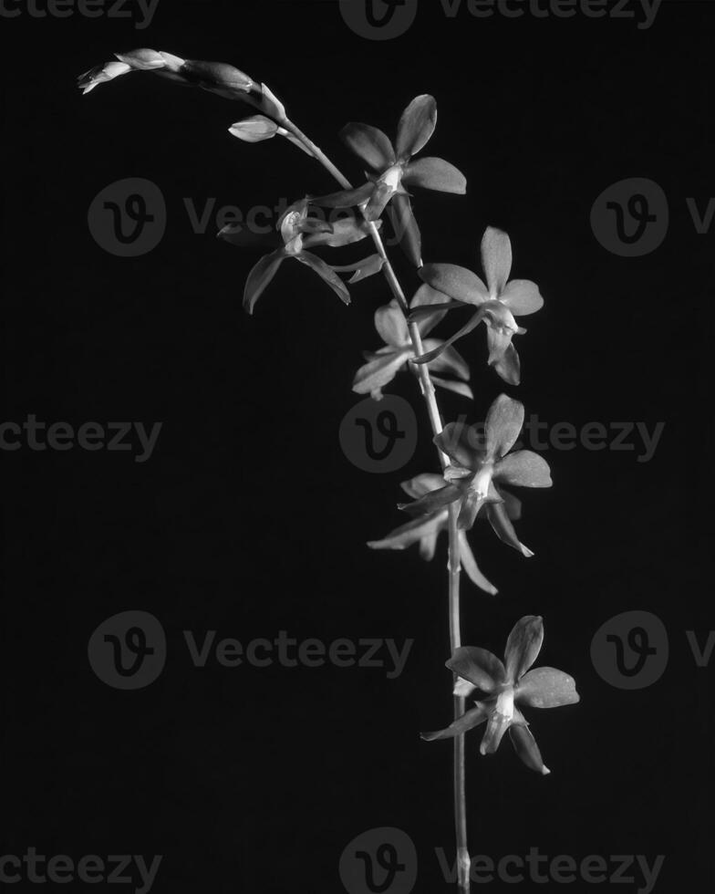 Flowers close view, natural plants black and white photo background