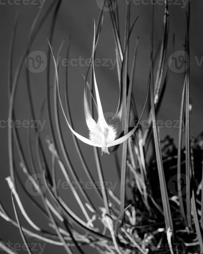 Flowers close view, natural plants black and white photo background