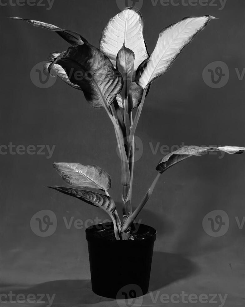 Flowers close view, natural plants black and white photo background