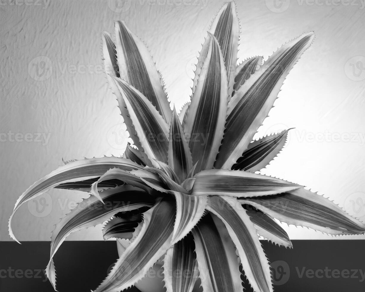 Flowers close view, natural plants black and white photo background