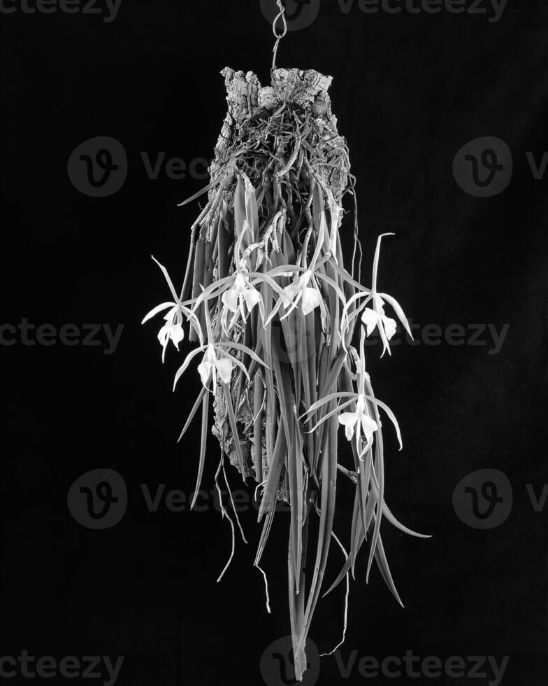 Flowers close view, natural plants black and white photo background