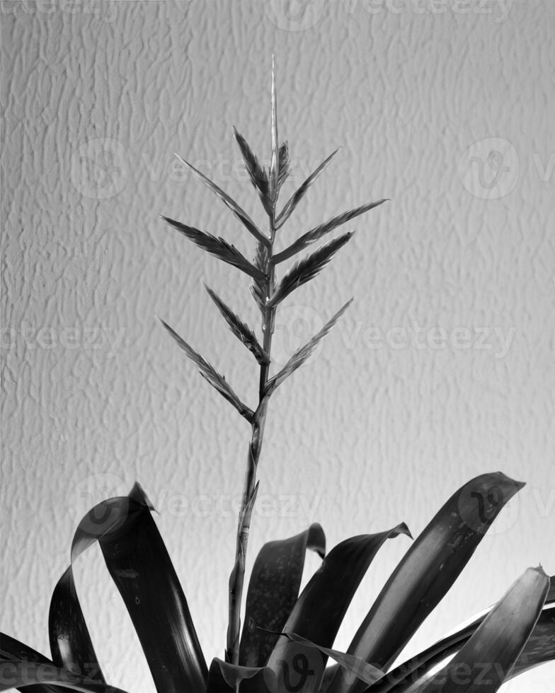 Flowers close view, natural plants black and white photo background