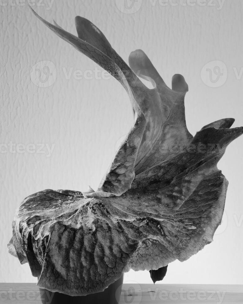 Flowers close view, natural plants black and white photo background