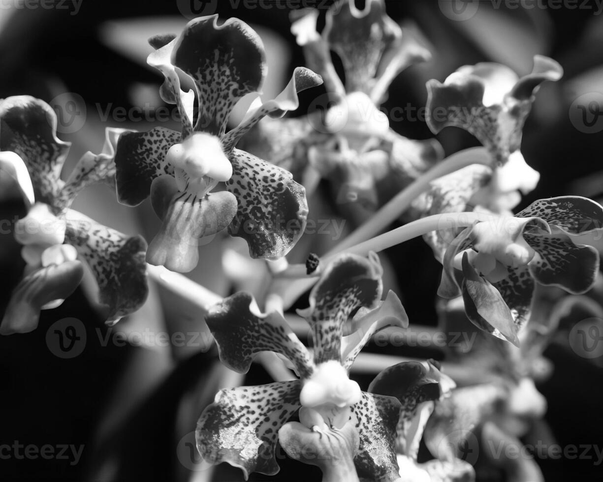 Flowers close view, natural plants black and white photo background