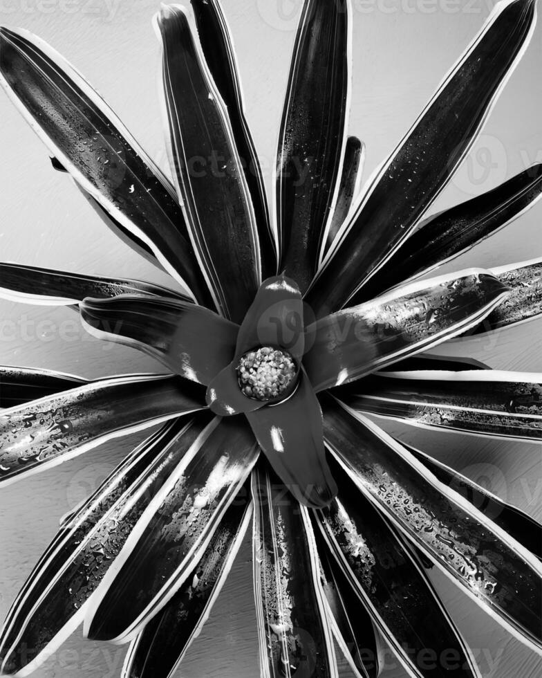 Flowers close view, natural plants black and white photo background
