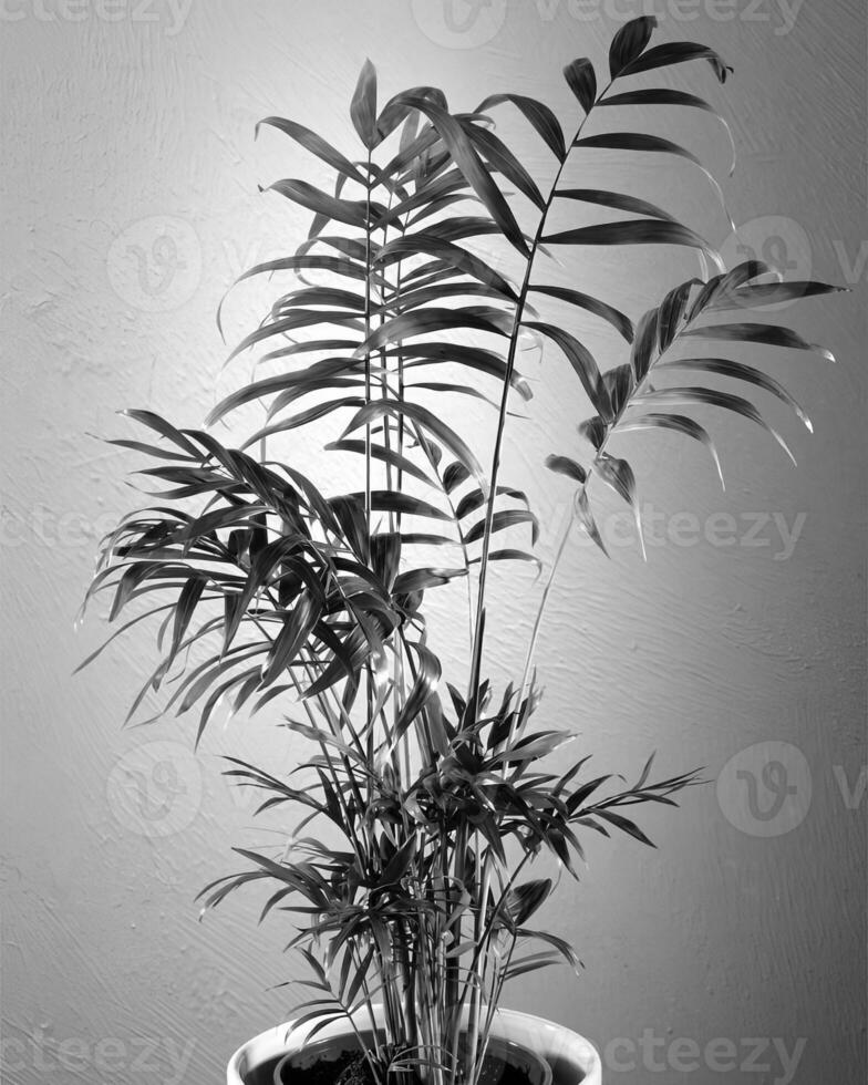 Flowers close view, natural plants black and white photo background