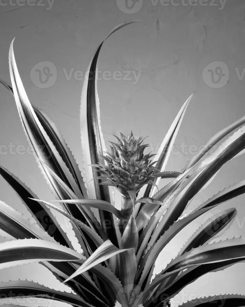 Flowers close view, natural plants black and white photo background