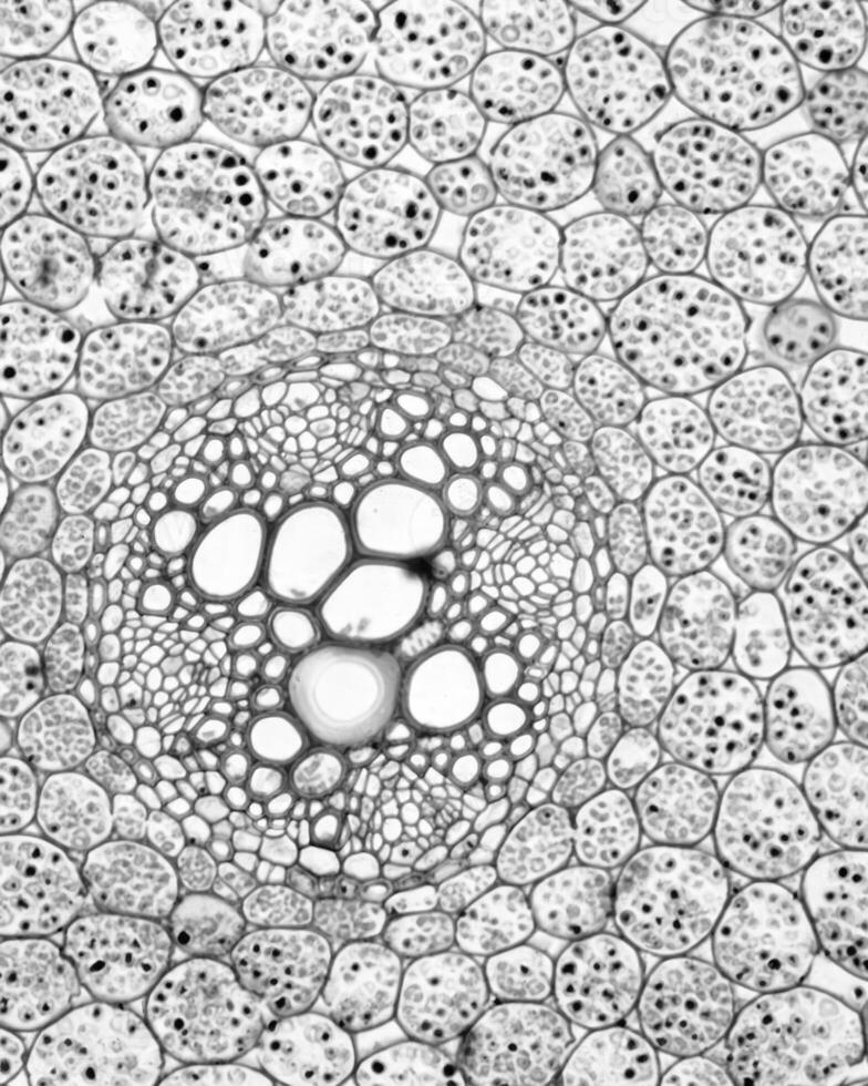 Abstract black and white photo background close view. Natural pattern surface