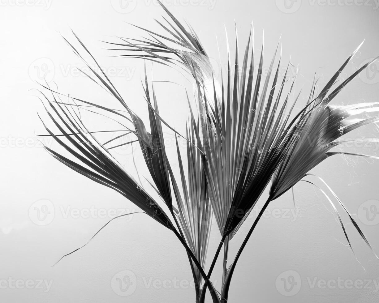 Flowers close view, natural plants black and white photo background