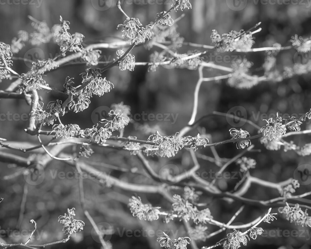 Flowers close view, natural plants black and white photo background