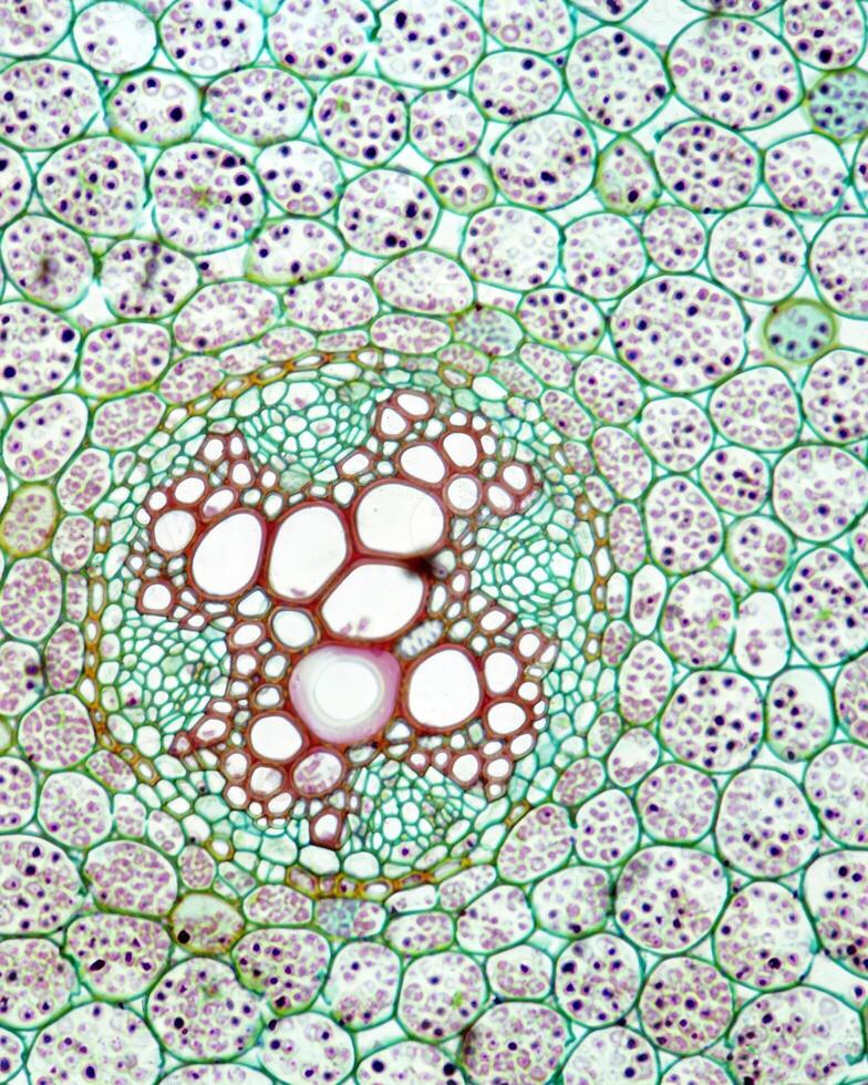 Abstract background close view. Natural pattern surface photo
