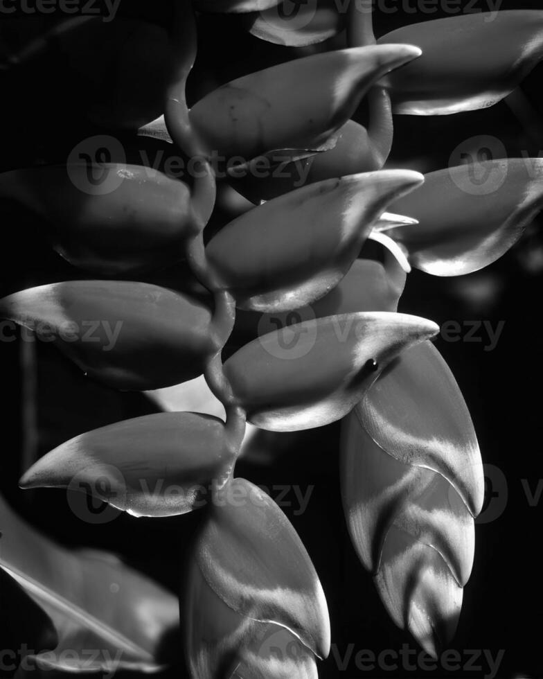 Flowers close view, natural plants black and white photo background