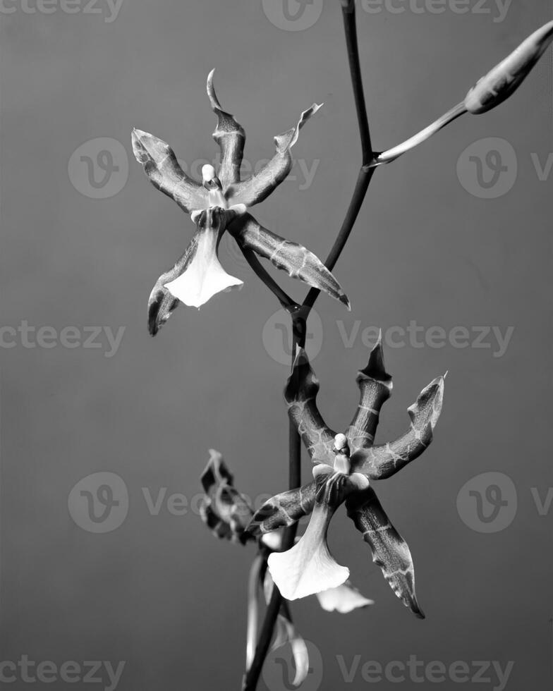 Flowers close view, natural plants black and white photo background