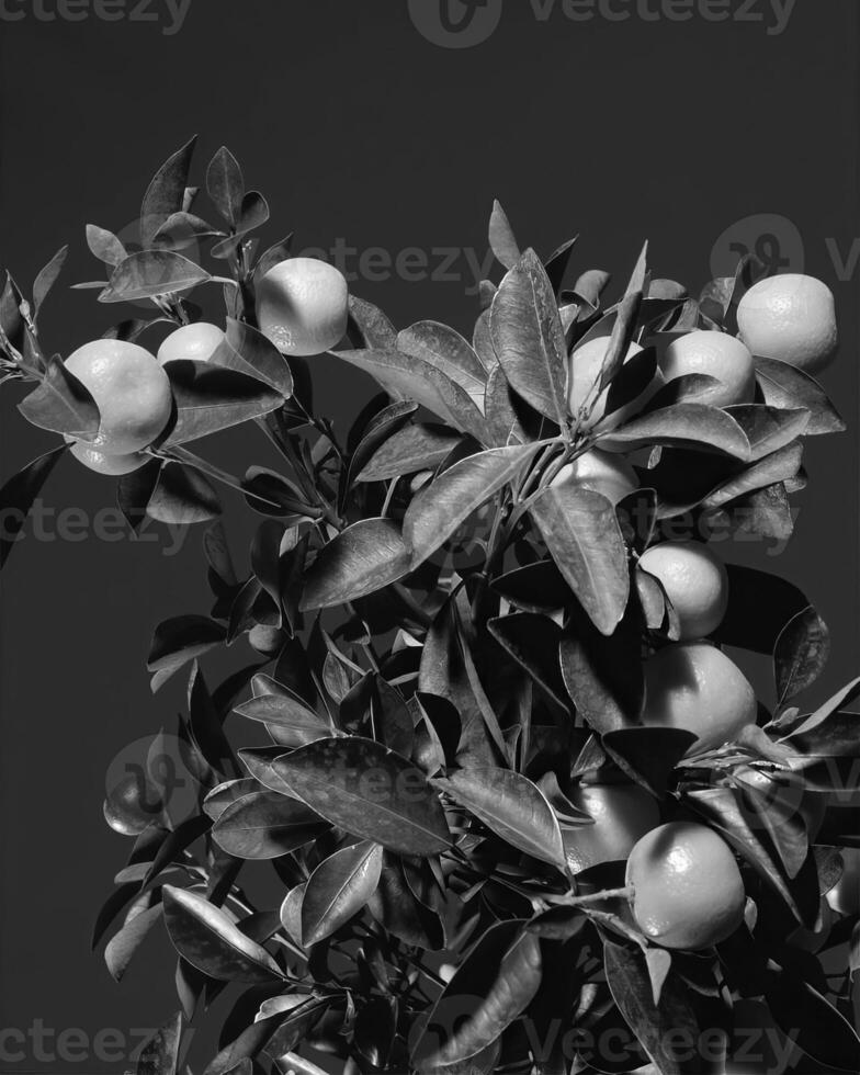 Flowers close view, natural plants black and white photo background
