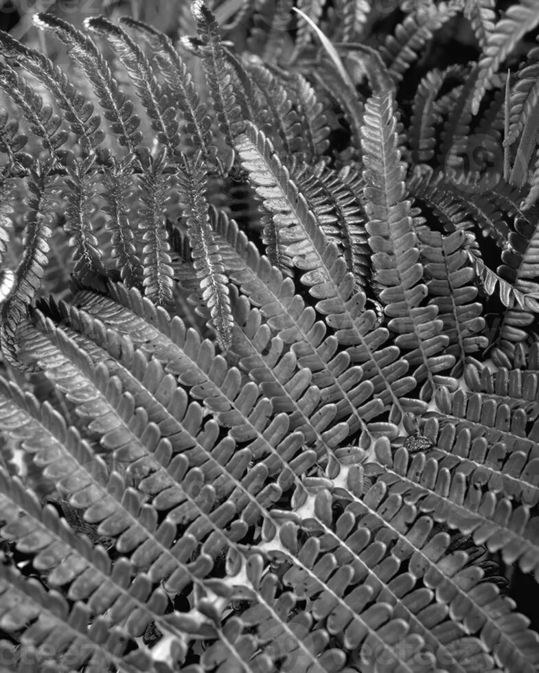 Flowers close view, natural plants black and white photo background