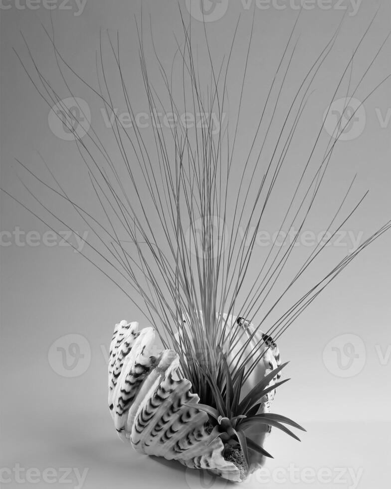 Flowers close view, natural plants black and white photo background