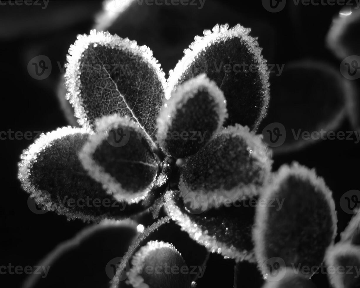 Flowers close view, natural plants black and white photo background