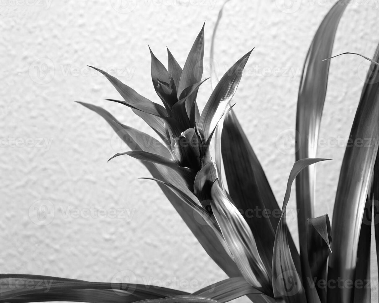 Flowers close view, natural plants black and white photo background