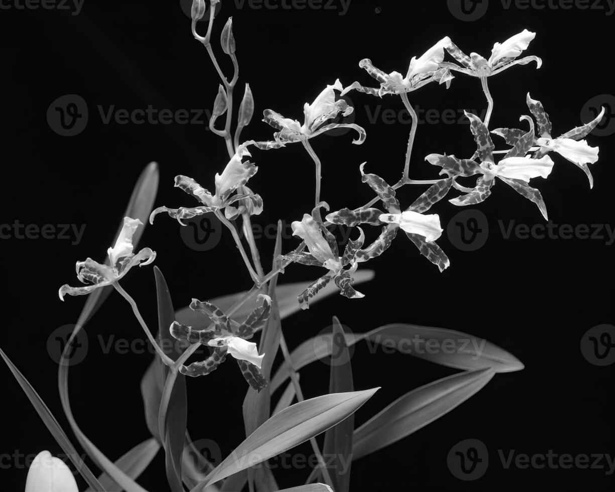 Flowers close view, natural plants black and white photo background