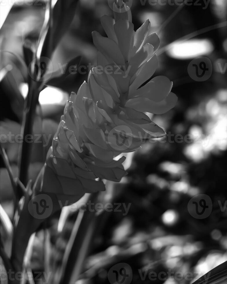 Flowers close view, natural plants black and white photo background