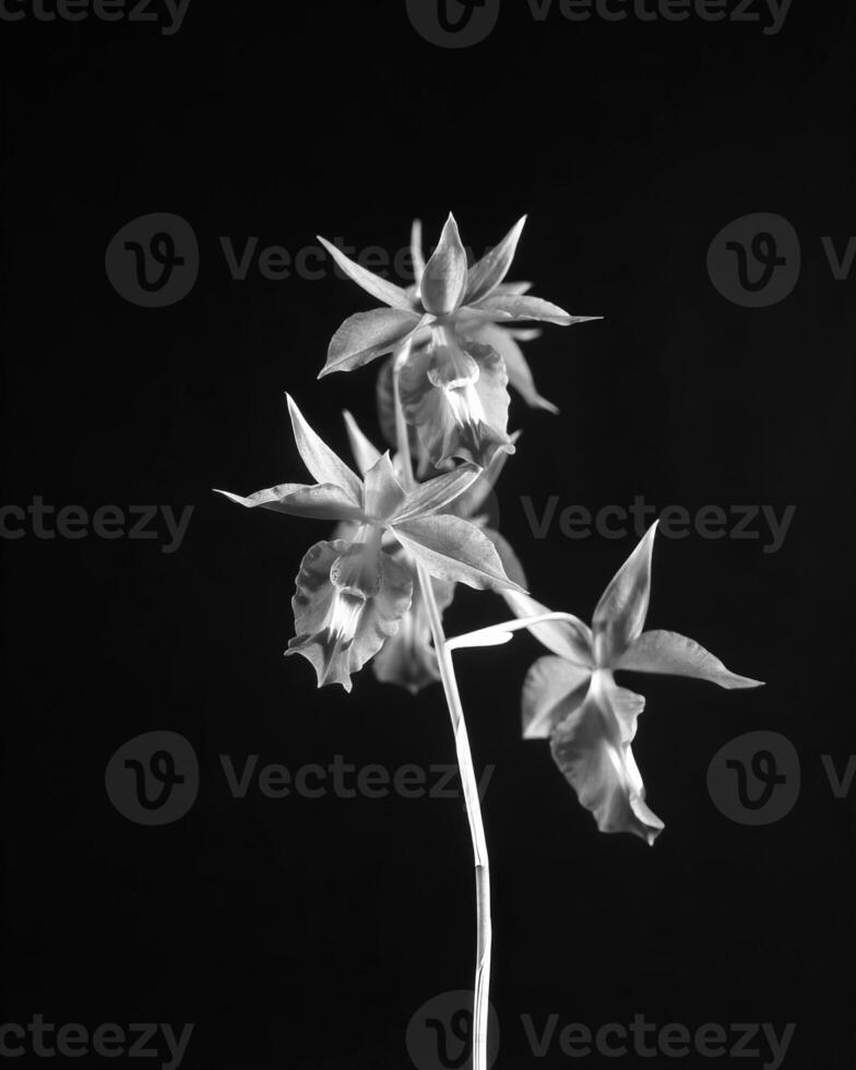 Flowers close view, natural plants black and white photo background