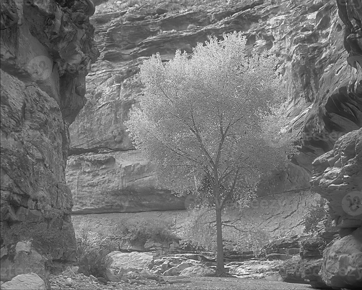 Landscape background. Black and white photo of beautiful nature