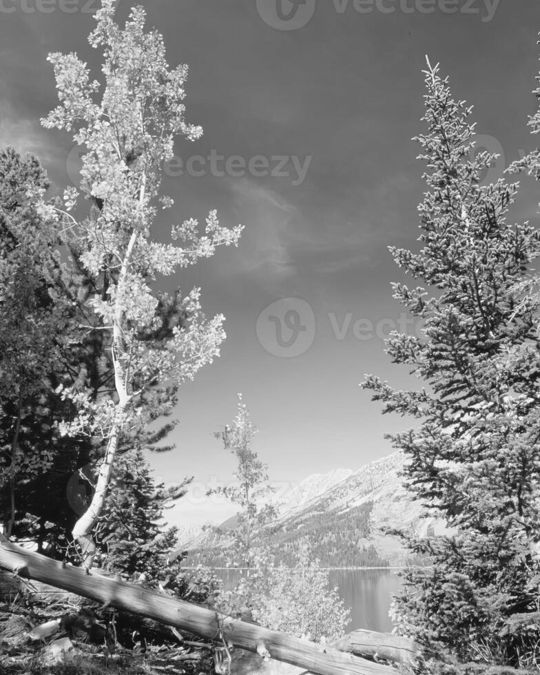 Landscape background. Black and white photo of beautiful nature