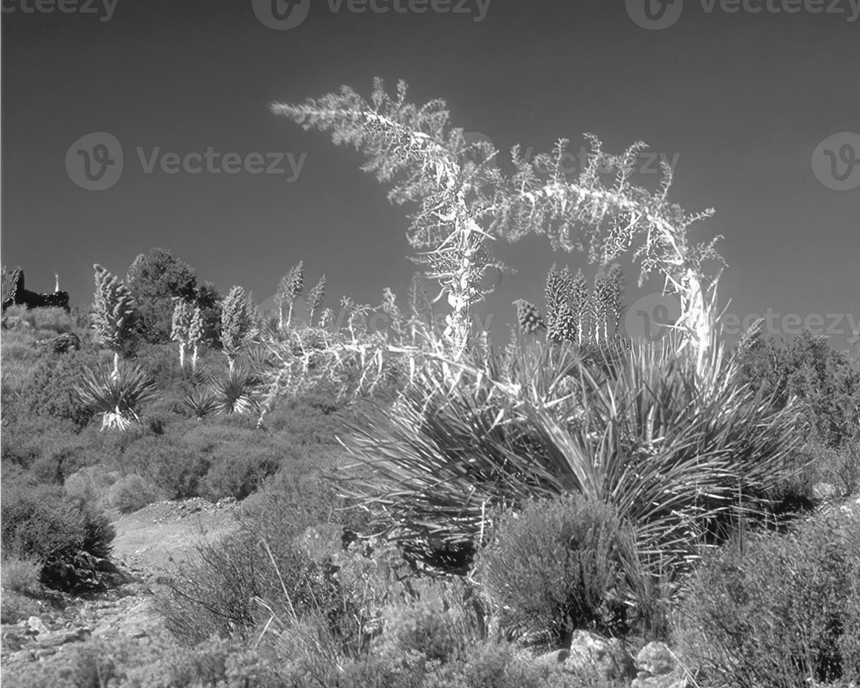 Landscape background. Black and white photo of beautiful nature