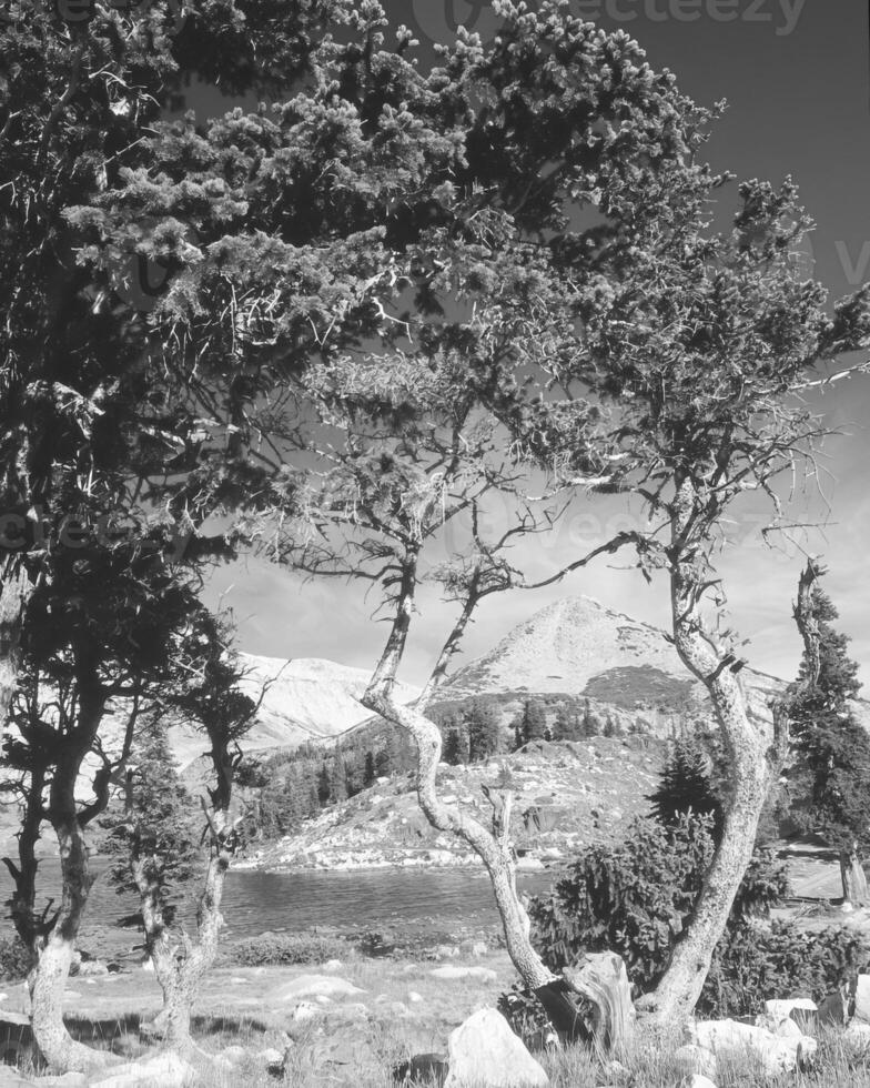 Landscape background. Black and white photo of beautiful nature