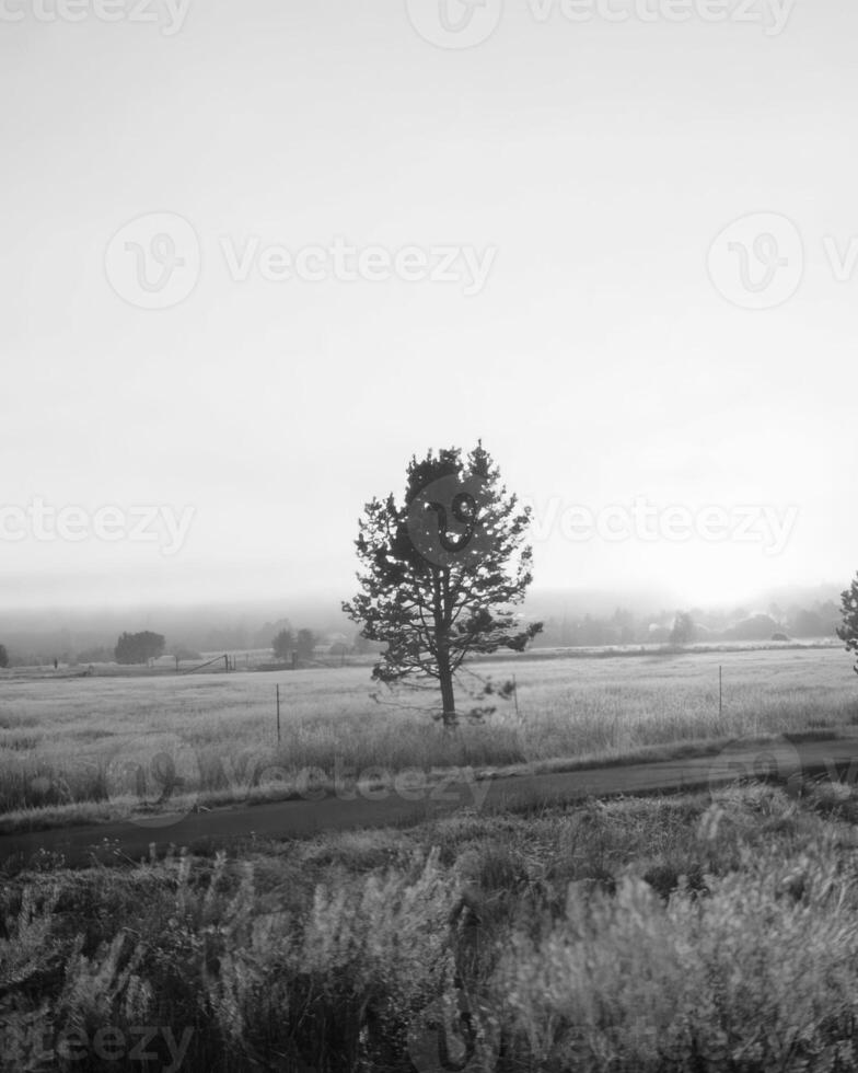 Landscape background. Black and white photo of beautiful nature