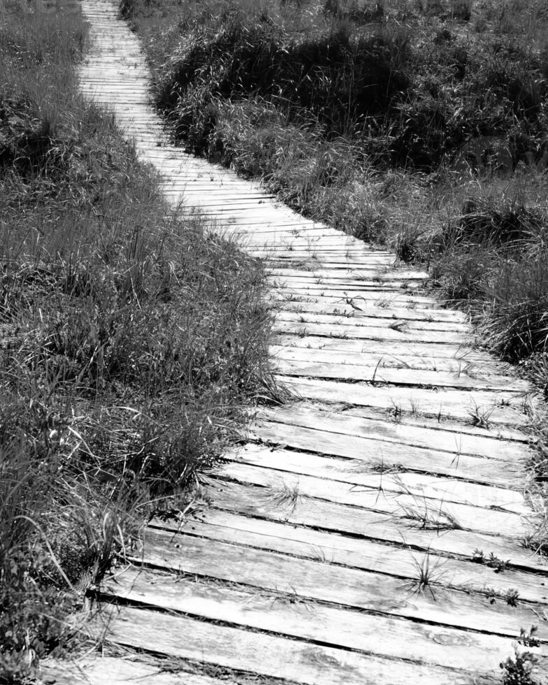 Landscape background. Black and white photo of beautiful nature