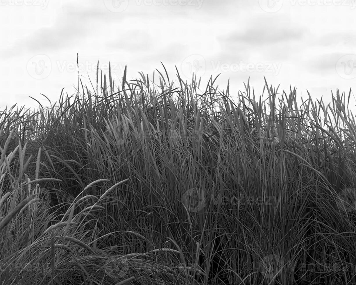 Plants close view black and white photo background. Natural plant