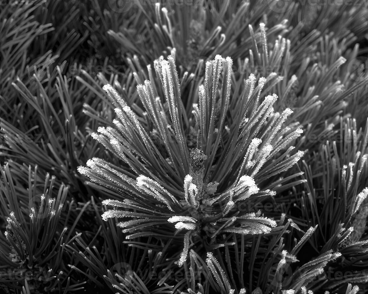 Plants close view black and white photo background. Natural plant