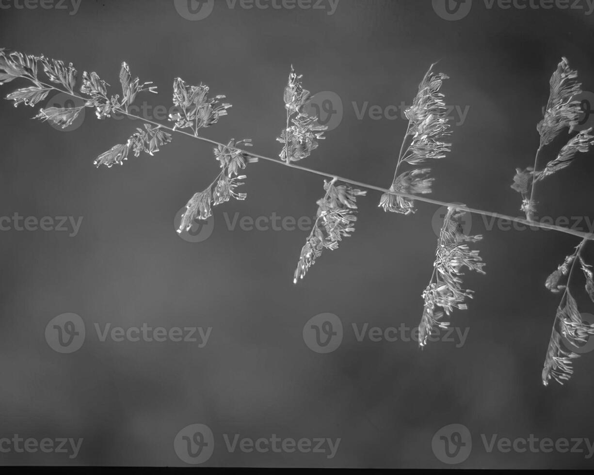 Plants close view black and white photo background. Natural plant