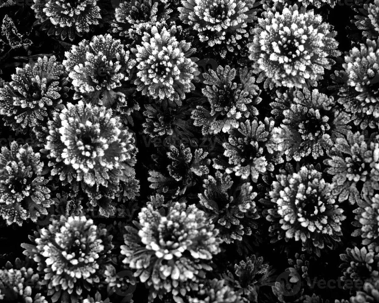 Plants close view black and white photo background. Natural plant
