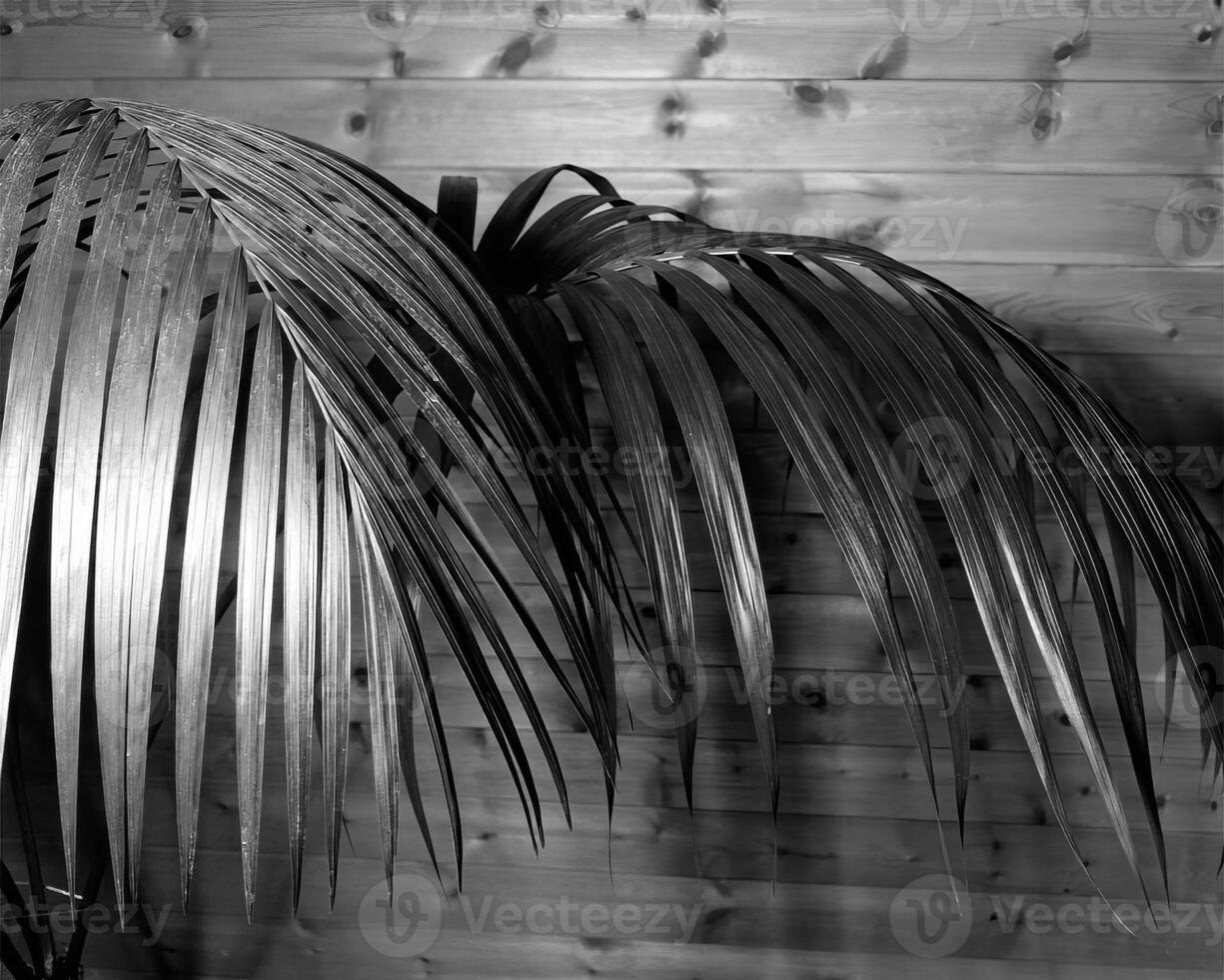 Plants close view black and white photo background. Natural plant