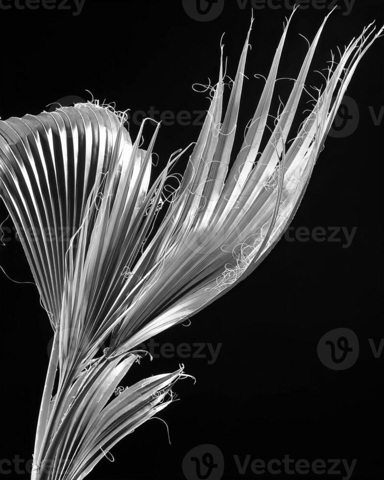 Plants close view black and white photo background. Natural plant