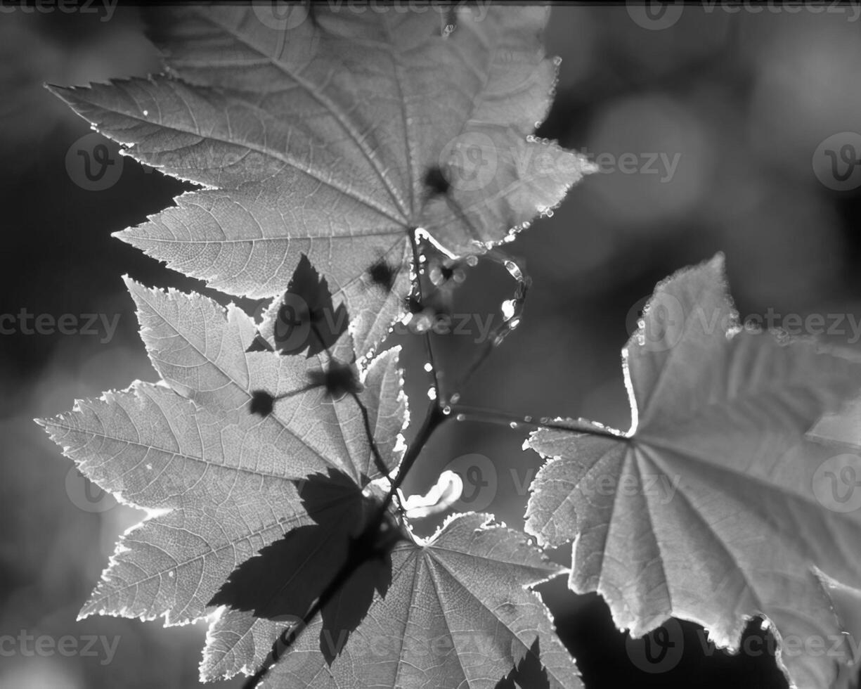 Plants close view black and white photo background. Natural plant
