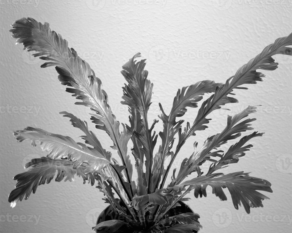Plants close view black and white photo background. Natural plant