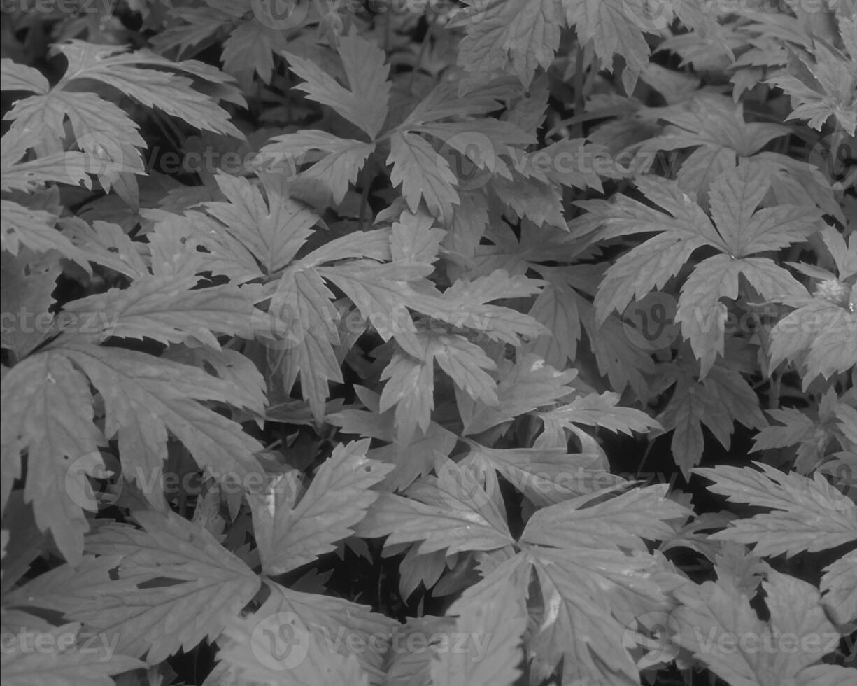 Leaves close view natural black and white photo background. Flora in nature