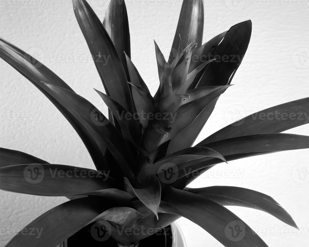Plants close view black and white photo background. Natural plant