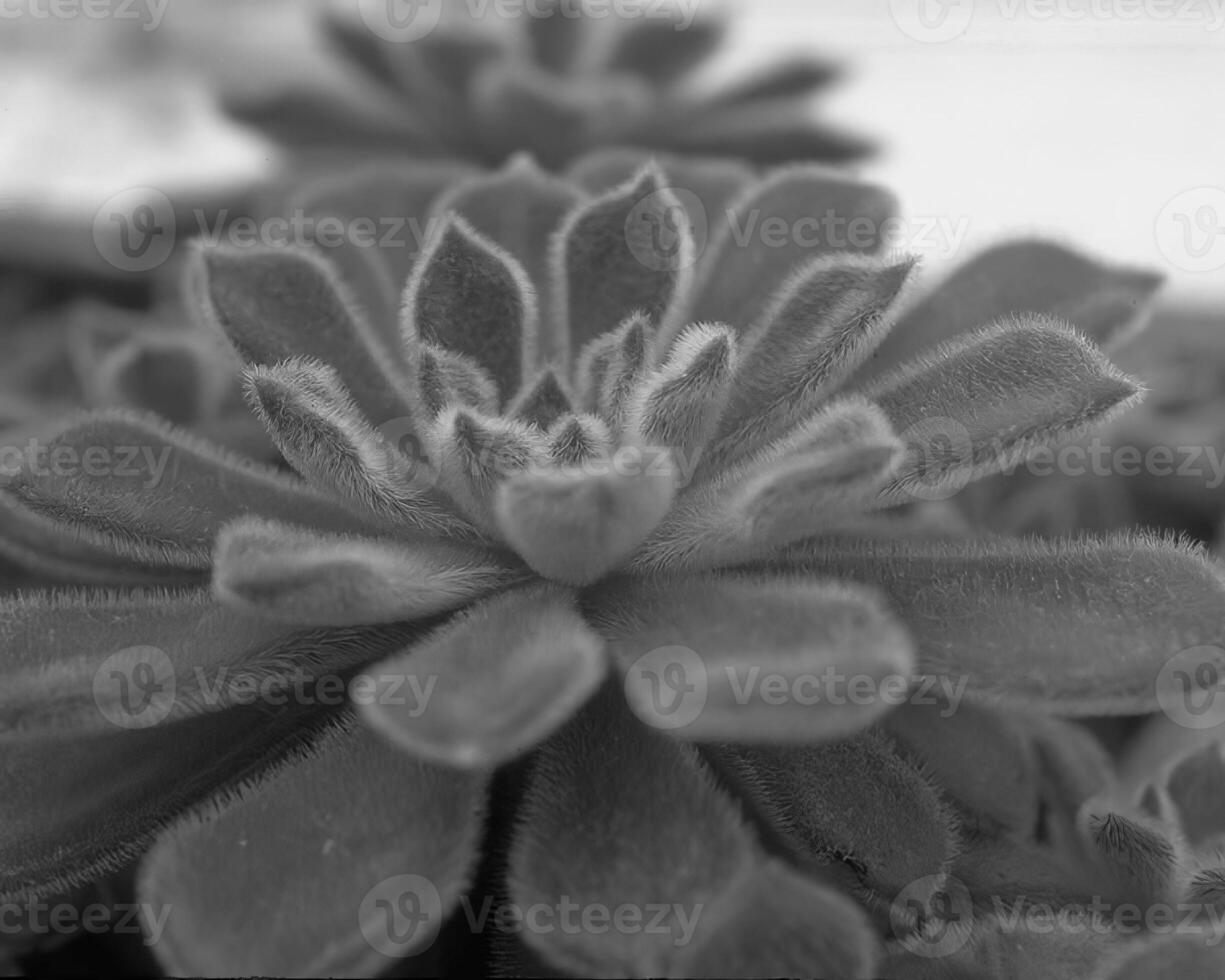 Leaves close view natural black and white photo background. Flora in nature